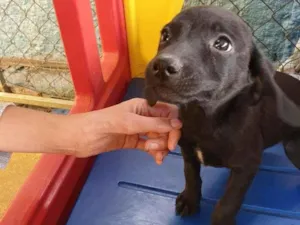 Cachorro raça Srd idade 2 a 6 meses nome Filhotinhas