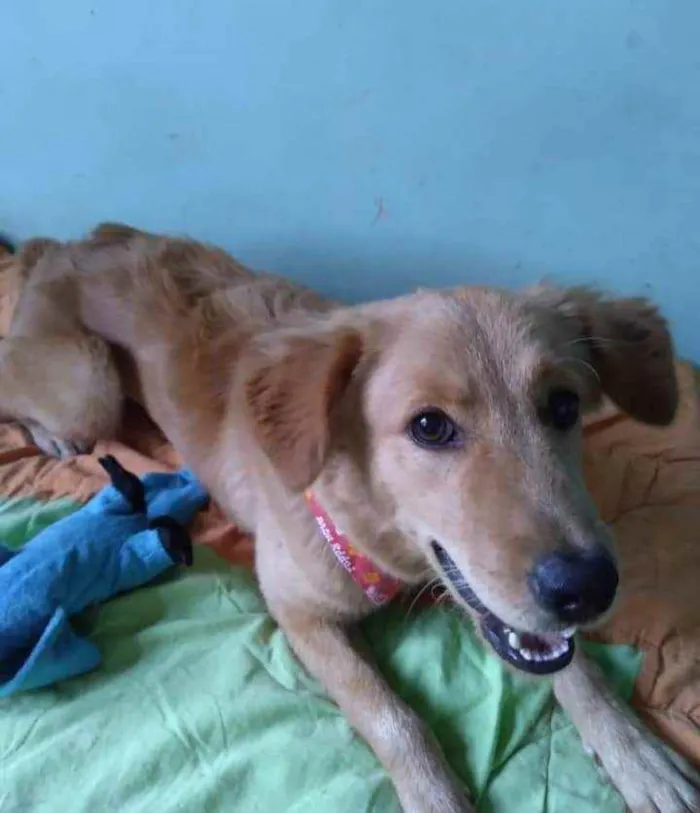Cachorro ra a SRD idade 7 a 11 meses nome Pitchula