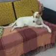 Nina