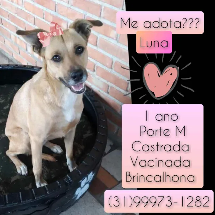 Cachorro raça SRD idade 1 ano nome Luna
