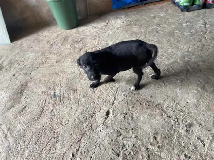 Cachorro raça Srd idade Abaixo de 2 meses nome Sarah castrada