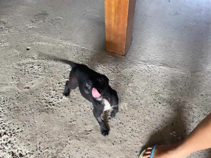 Cachorro raça Srd idade Abaixo de 2 meses nome Sarah castrada