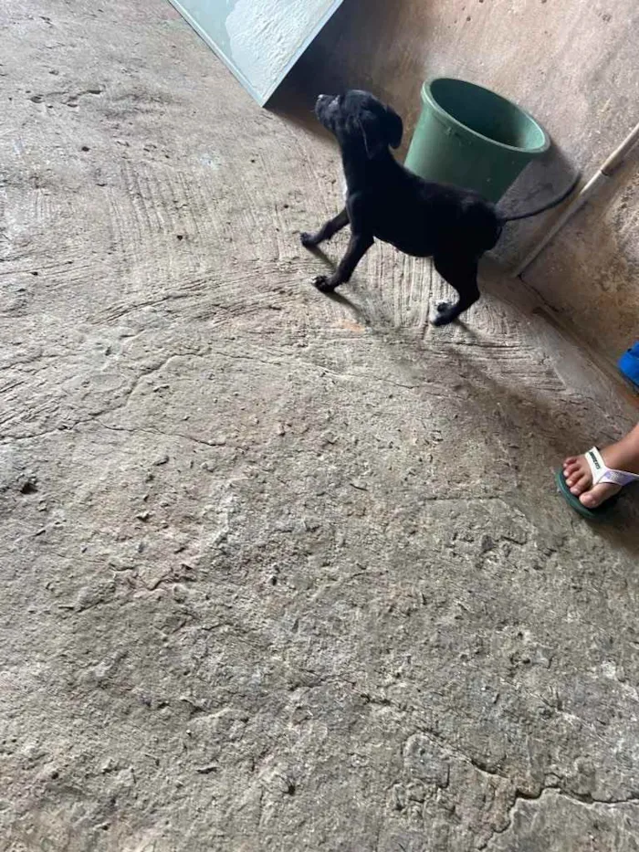 Cachorro raça Srd idade Abaixo de 2 meses nome Sarah castrada