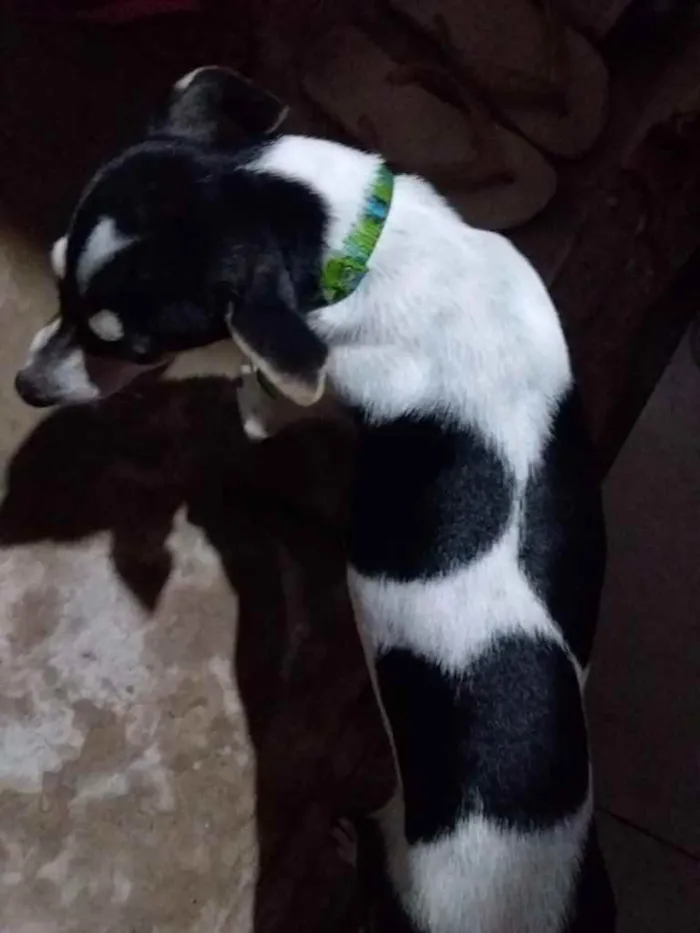 Cachorro raça Srd idade 2 a 6 meses nome Café com leite 