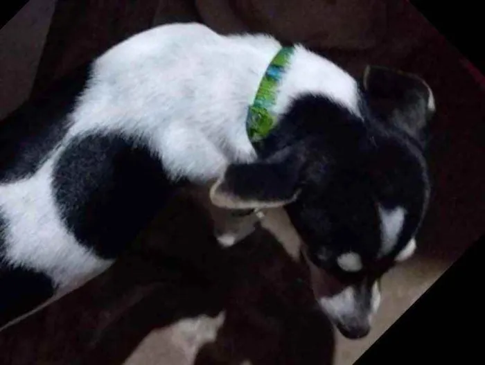 Cachorro raça Srd idade 2 a 6 meses nome Café com leite 