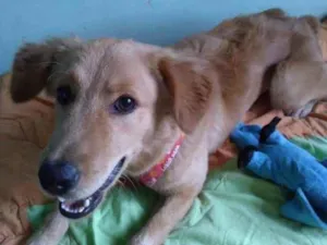 Cachorro raça SRD idade 7 a 11 meses nome Pitchula