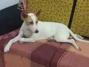 Cachorro raça SRD idade 7 a 11 meses nome Nina