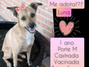Cachorro raça SRD idade 1 ano nome Luna