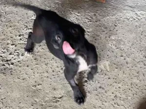 Cachorro raça Srd idade Abaixo de 2 meses nome Sarah castrada