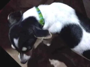 Cachorro raça Srd idade 2 a 6 meses nome Café com leite 