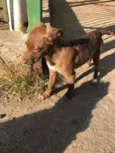 Cachorro raça SRD idade 2 a 6 meses nome Cacau 