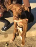 Cachorro raça SRD idade 2 a 6 meses nome Cacau 