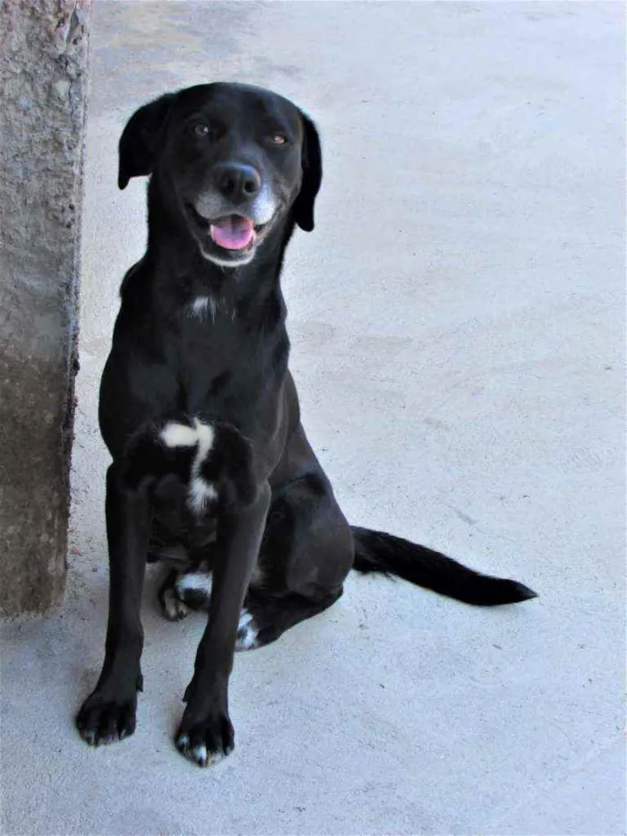 Cachorro ra a Vira lata preto  idade 7 a 11 meses nome Tobi