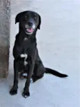 Tobi