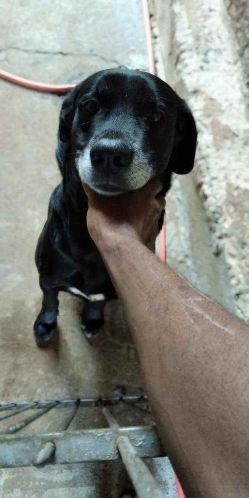 Cachorro ra a Vira lata preto  idade 7 a 11 meses nome Tobi