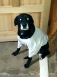 Tobi