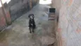 Tobi
