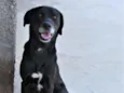 Tobi
