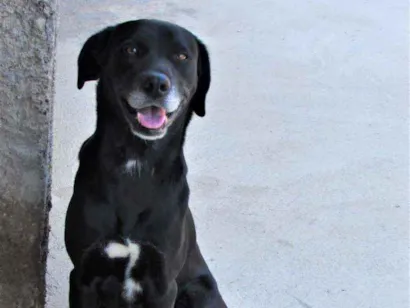Cachorro raça Vira lata preto  idade 7 a 11 meses nome Tobi