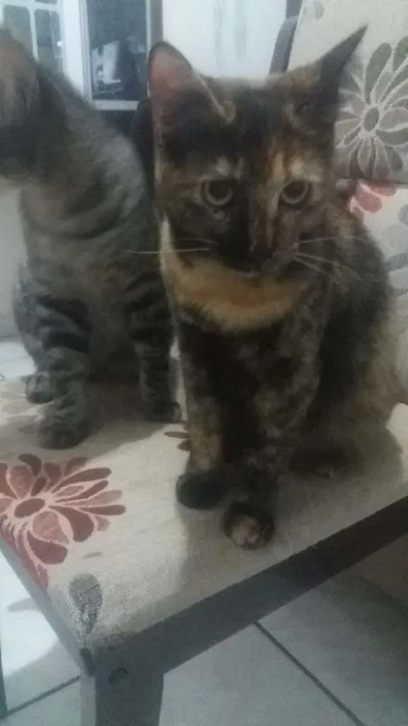 Gato ra a SRD-ViraLata idade 7 a 11 meses nome Joao e Maria