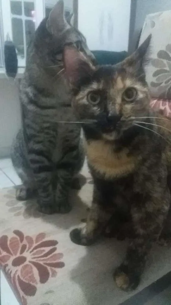 Gato ra a SRD-ViraLata idade 7 a 11 meses nome Joao e Maria