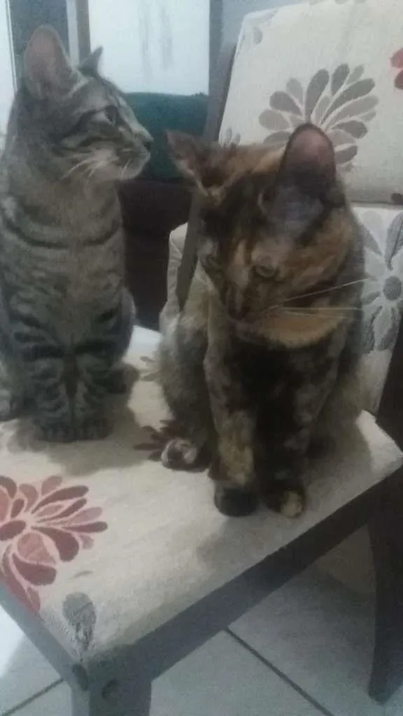 Gato ra a SRD-ViraLata idade 7 a 11 meses nome Joao e Maria