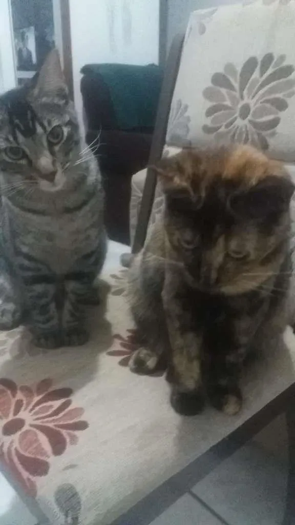 Gato ra a SRD-ViraLata idade 7 a 11 meses nome Joao e Maria
