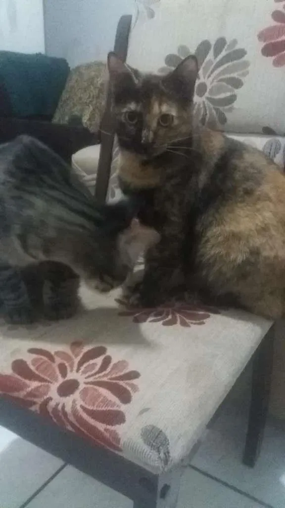 Gato ra a SRD-ViraLata idade 7 a 11 meses nome Joao e Maria