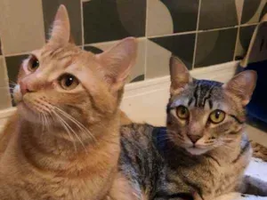 Gato raça S.R.D. idade 1 ano nome Garfield e Zen