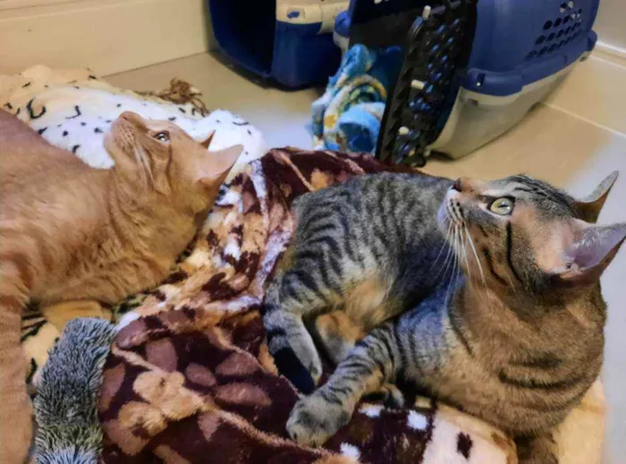Gato ra a S.R.D. idade 1 ano nome Garfield e Zen