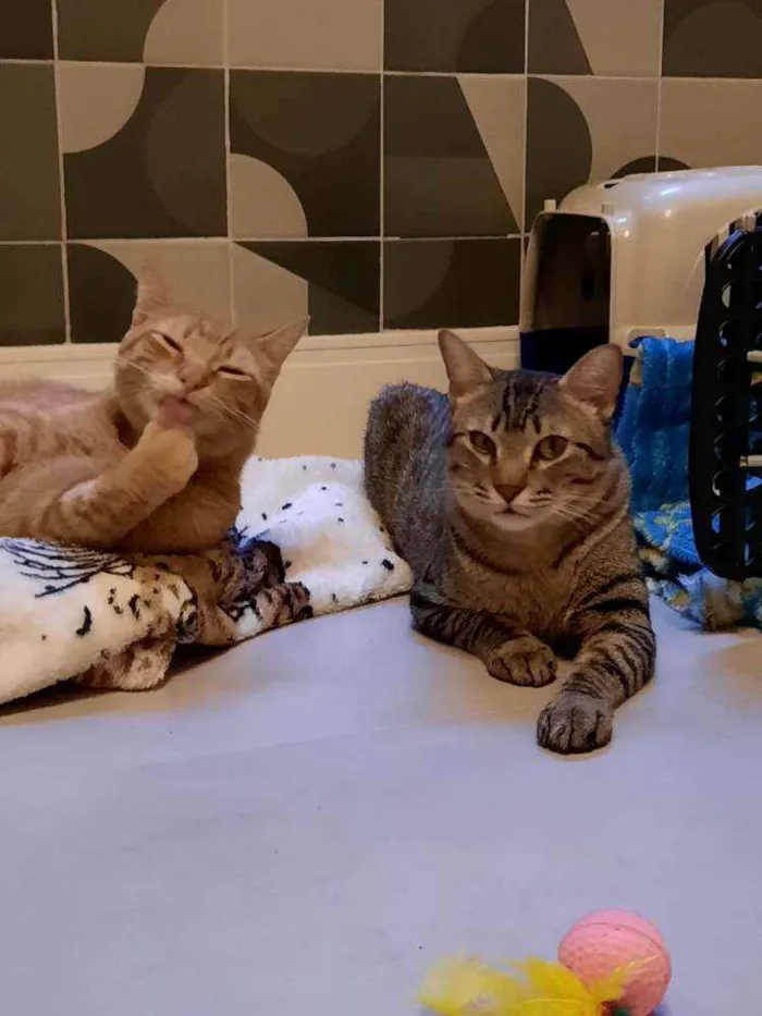 Gato ra a S.R.D. idade 1 ano nome Garfield e Zen