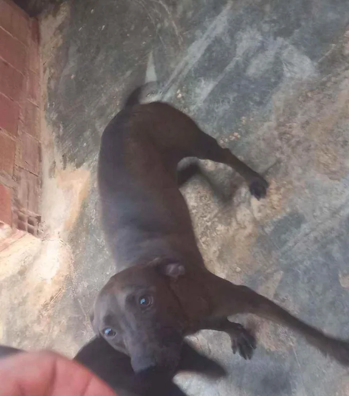 Cachorro ra a SRD idade 3 anos nome Pantera