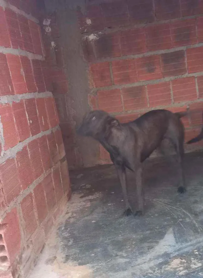 Cachorro ra a SRD idade 3 anos nome Pantera