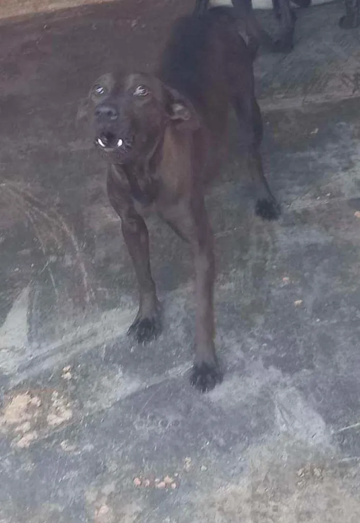 Cachorro ra a SRD idade 3 anos nome Pantera