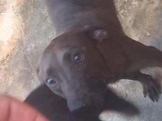 Cachorro ra a SRD idade 3 anos nome Pantera