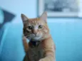 Garfield e Zen