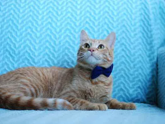 Gato ra a S.R.D. idade 1 ano nome Garfield e Zen