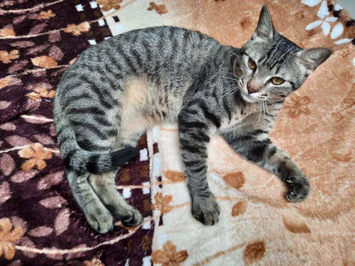Gato ra a S.R.D. idade 1 ano nome Garfield e Zen