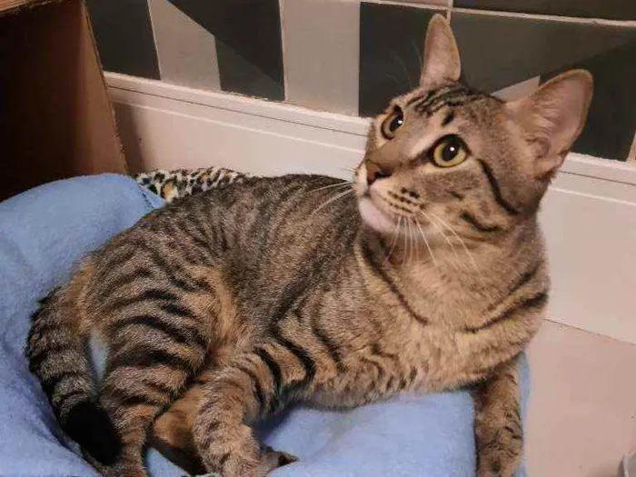 Gato ra a S.R.D. idade 1 ano nome Garfield e Zen