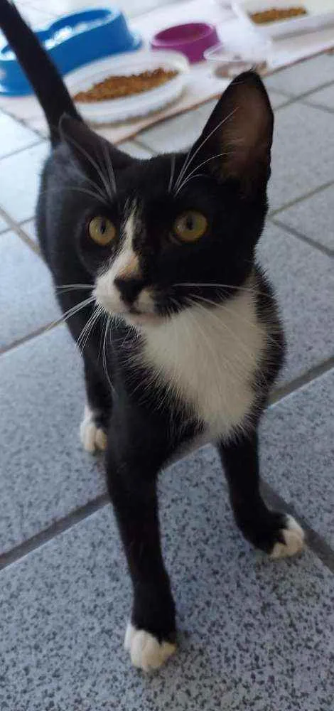 Gato raça Srd idade 2 a 6 meses nome Sarah