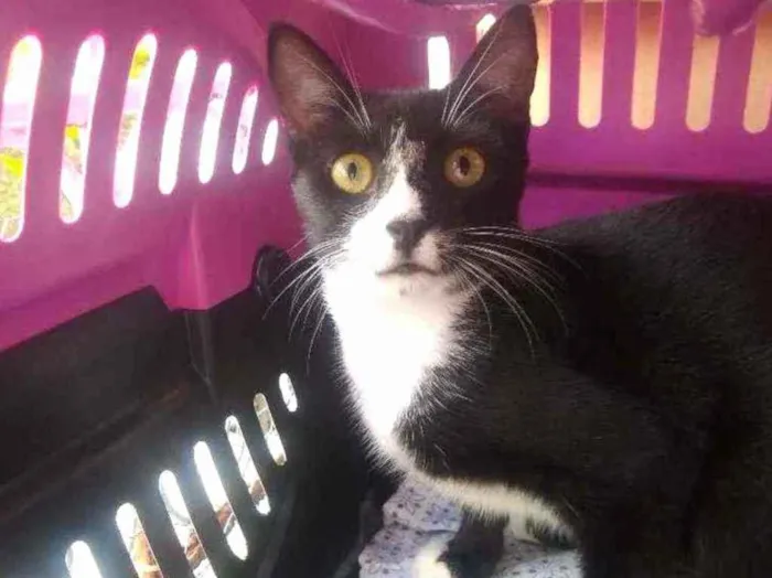 Gato raça Srd idade 2 a 6 meses nome Sarah