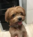 Cachorro raça York misturinha idade 3 anos nome Bethoven