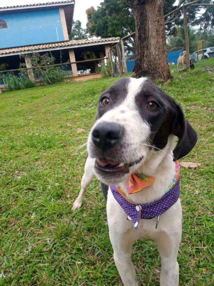 Cachorro raça Vira lata idade 3 anos nome Federal