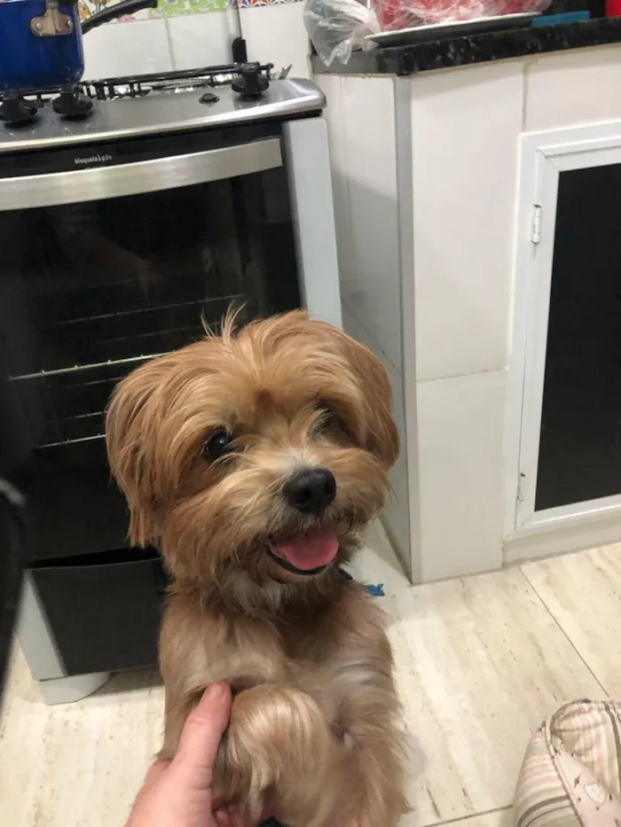 Cachorro raça York misturinha idade 3 anos nome Bethoven