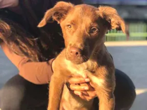 Cachorro raça SRD idade 2 a 6 meses nome Cacau 