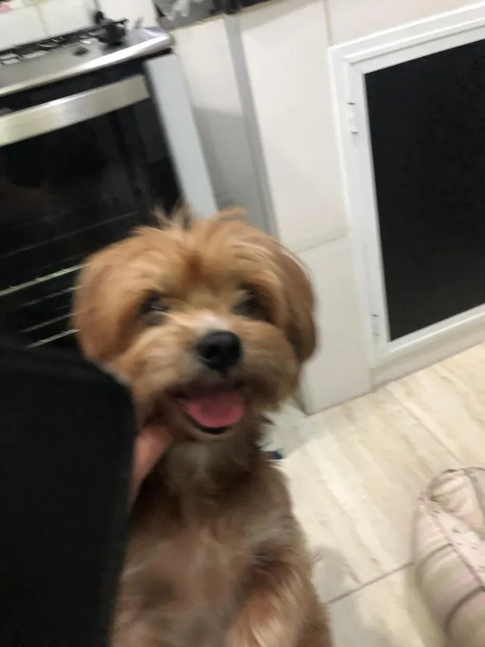 Cachorro raça York misturinha idade 3 anos nome Bethoven