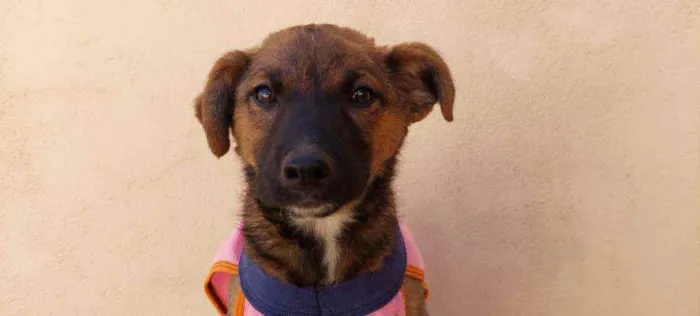 Cachorro raça Srd idade 2 a 6 meses nome Ariel