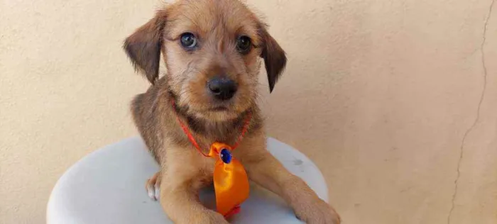 Cachorro raça Srd idade Abaixo de 2 meses nome Aventureiro 