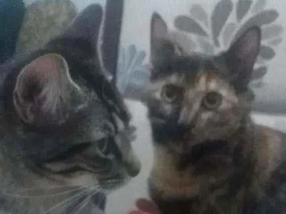 Gato ra a SRD-ViraLata idade 7 a 11 meses nome Joao e Maria