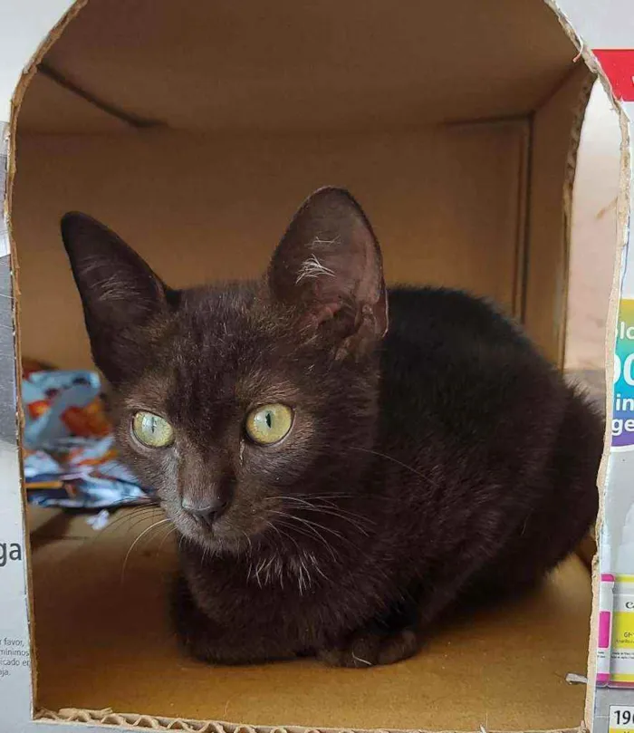 Gato raça Srd idade 2 a 6 meses nome Romeu
